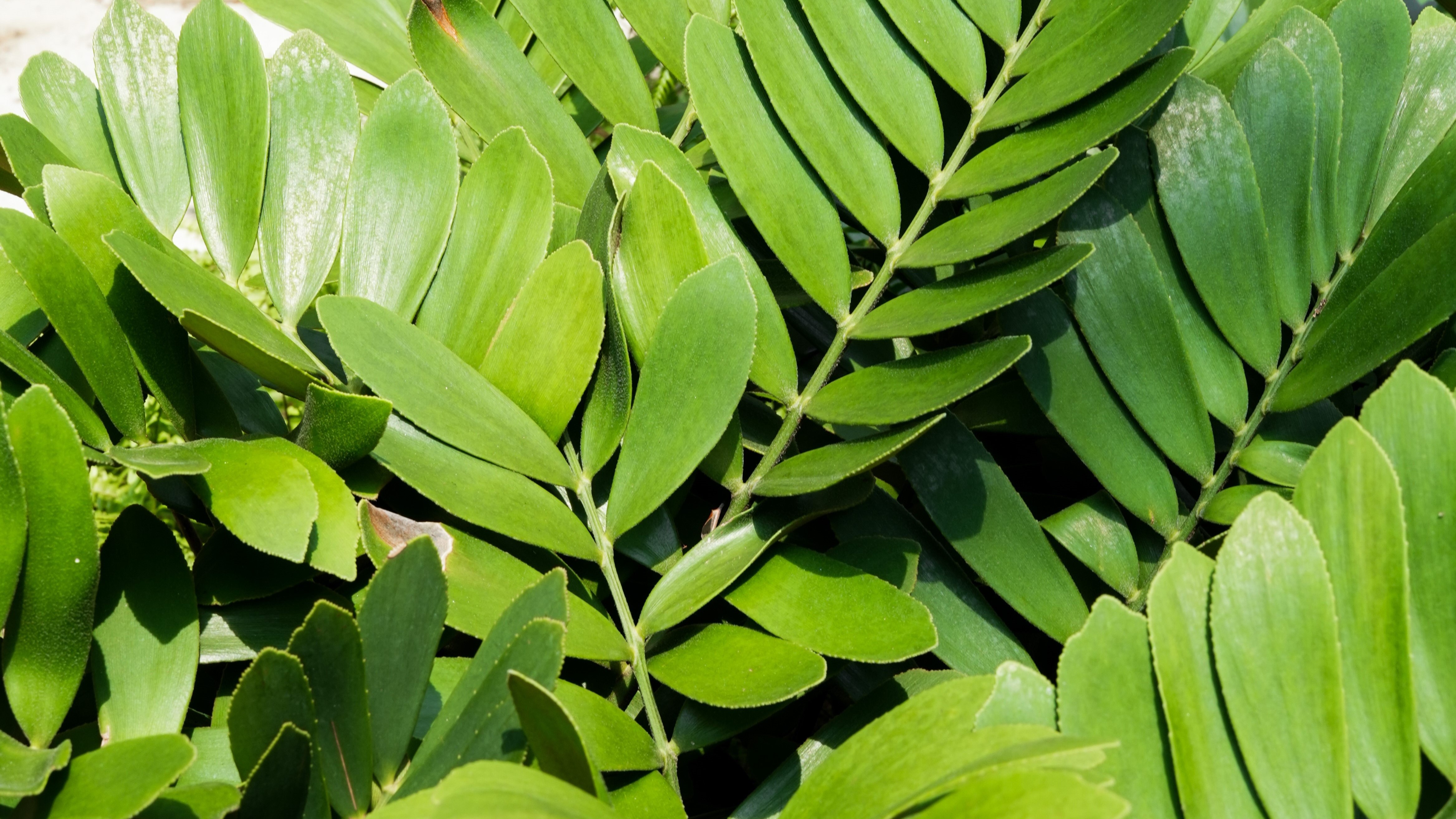 Zamia furfuracea