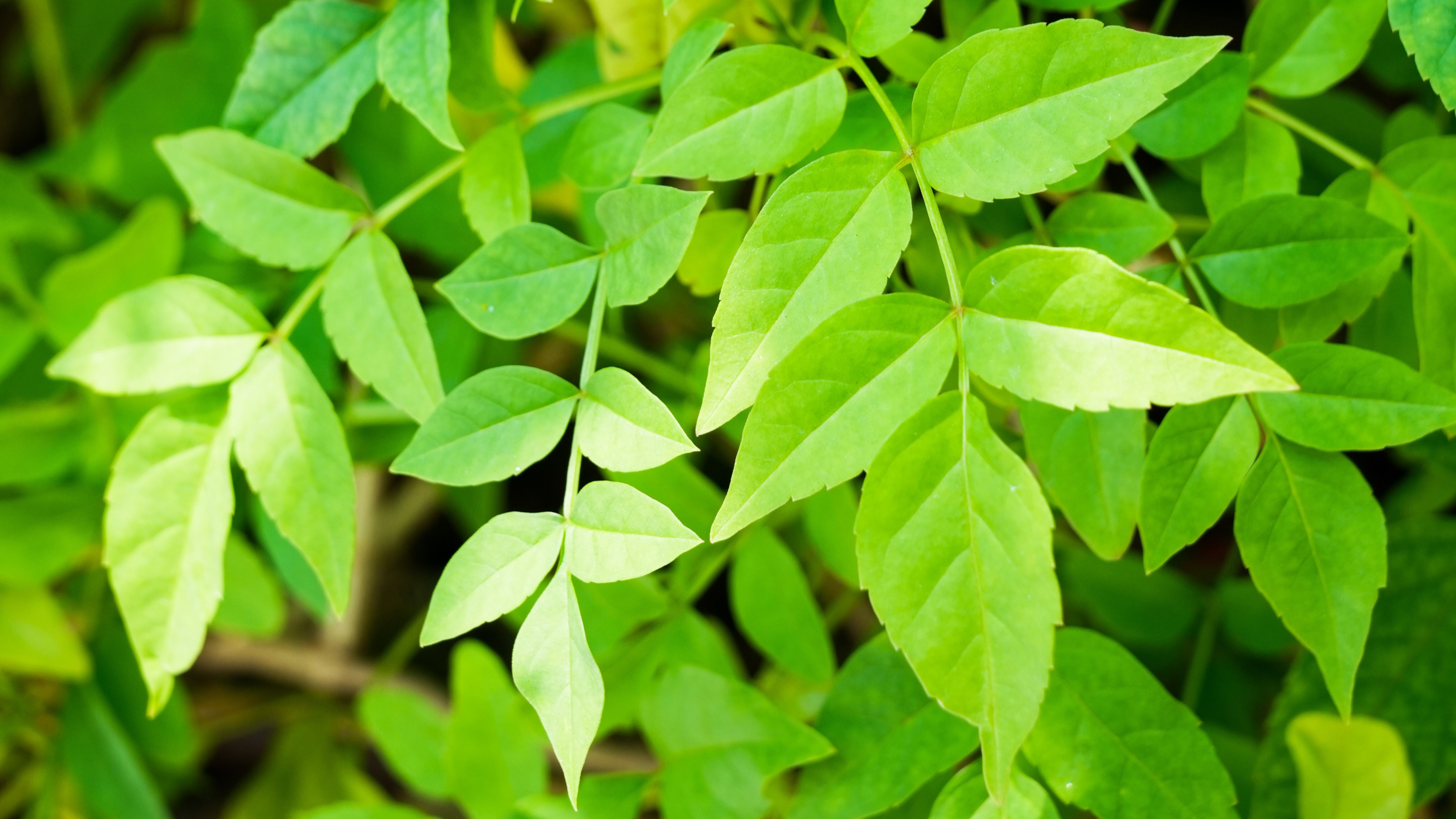 Adiantum capillus-veneris